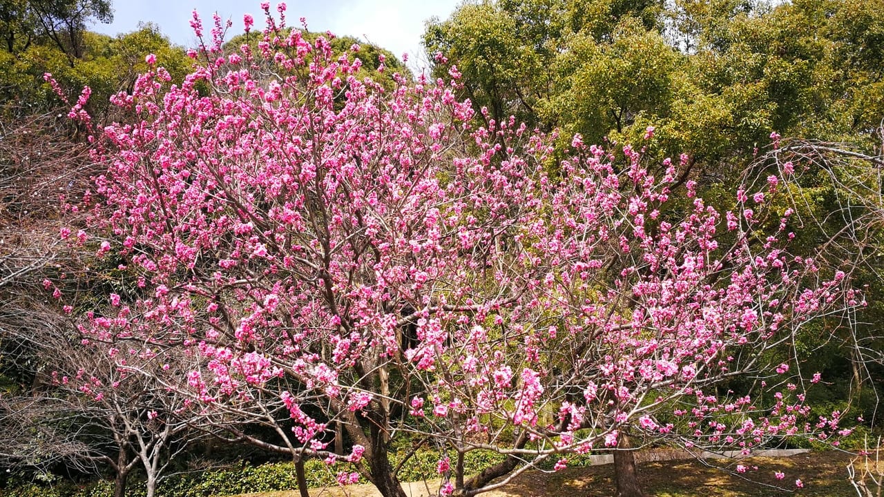 犬山桜