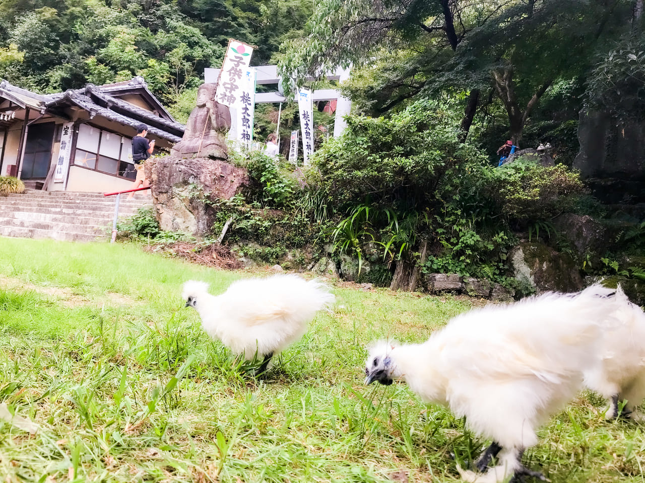 桃太郎神社のニワトリ