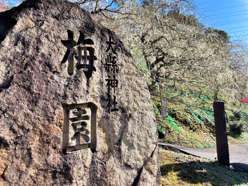 大縣神社の梅園