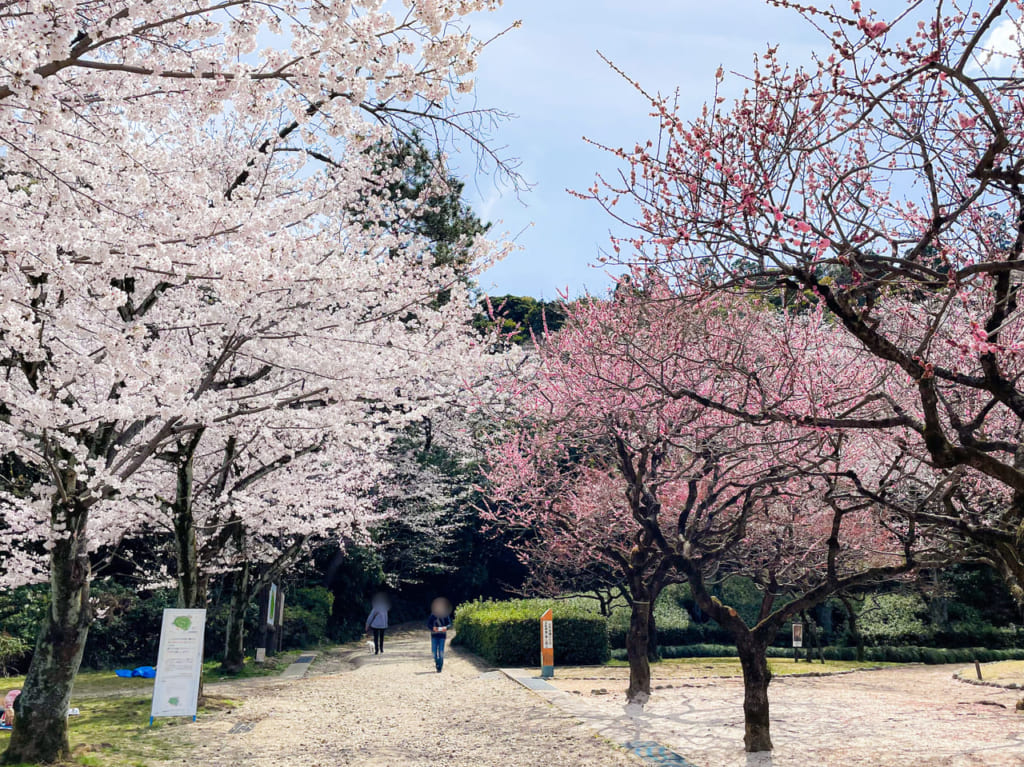 小牧山さくらまつり