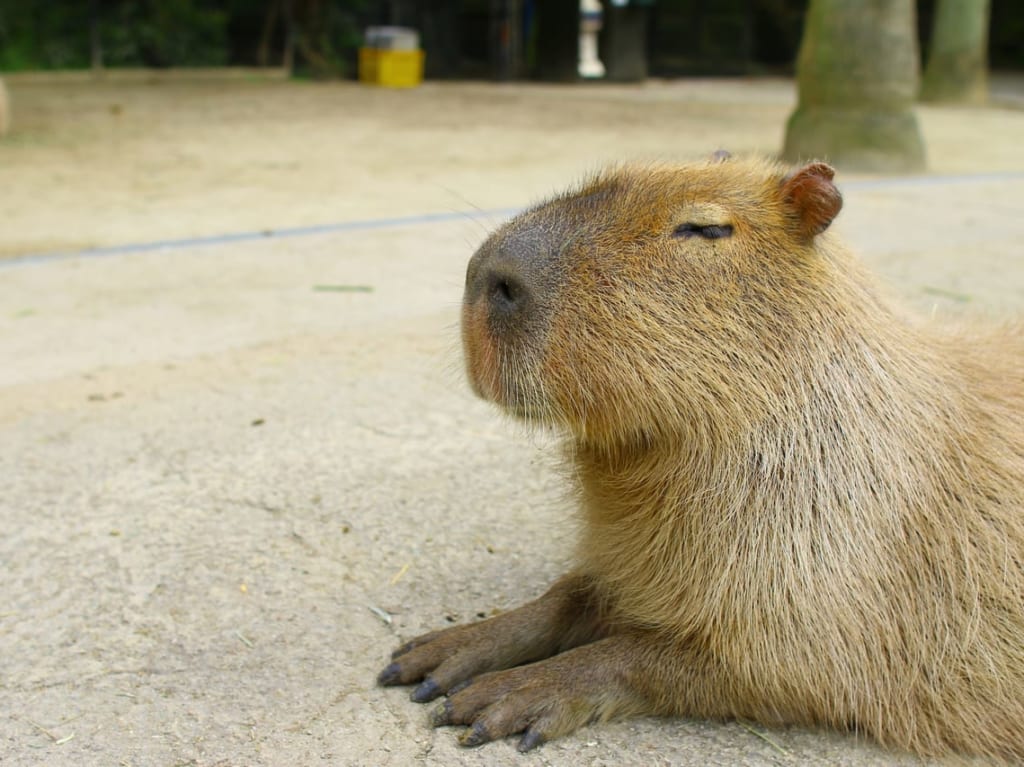 中京テレビハウジング小牧　移動動物園