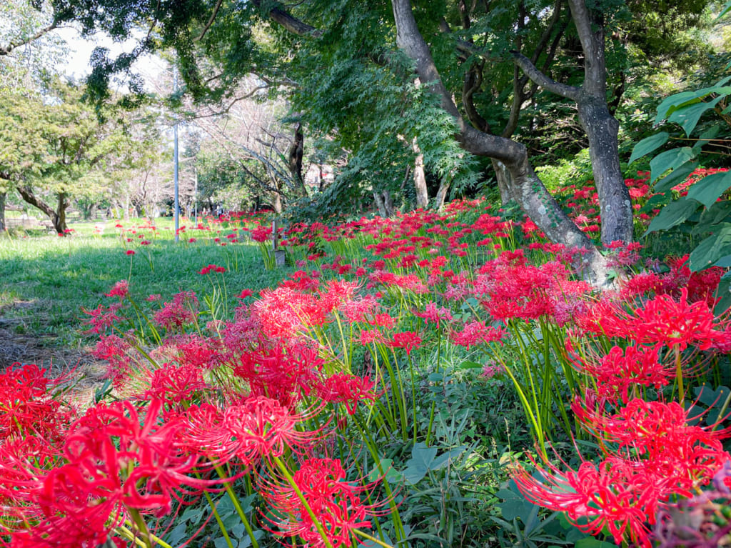 桃太郎公園 彼岸花