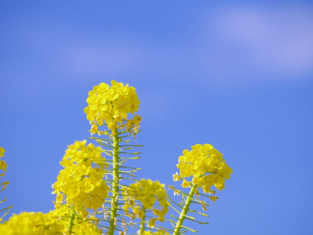 菜の花フェスティバル