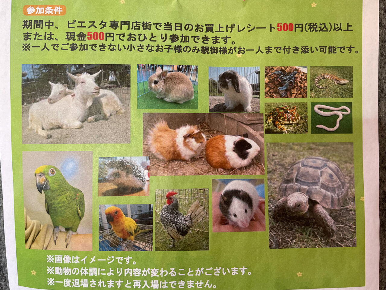 ピエスタ